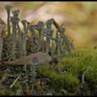 Cladonia fimbriata