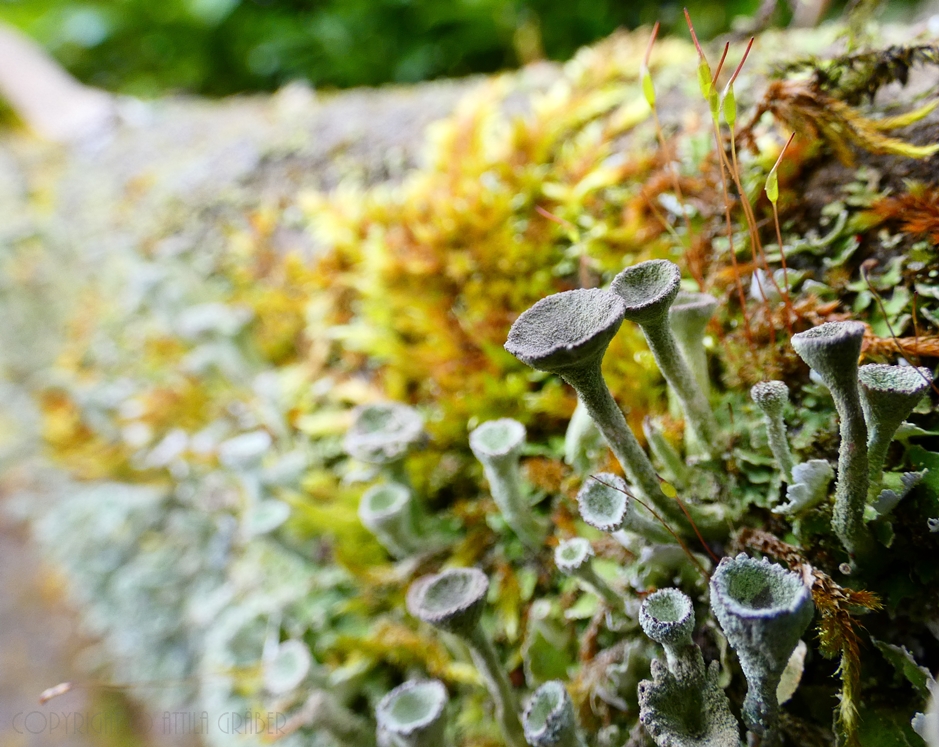 Cladonia fimbriata