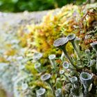 Cladonia fimbriata