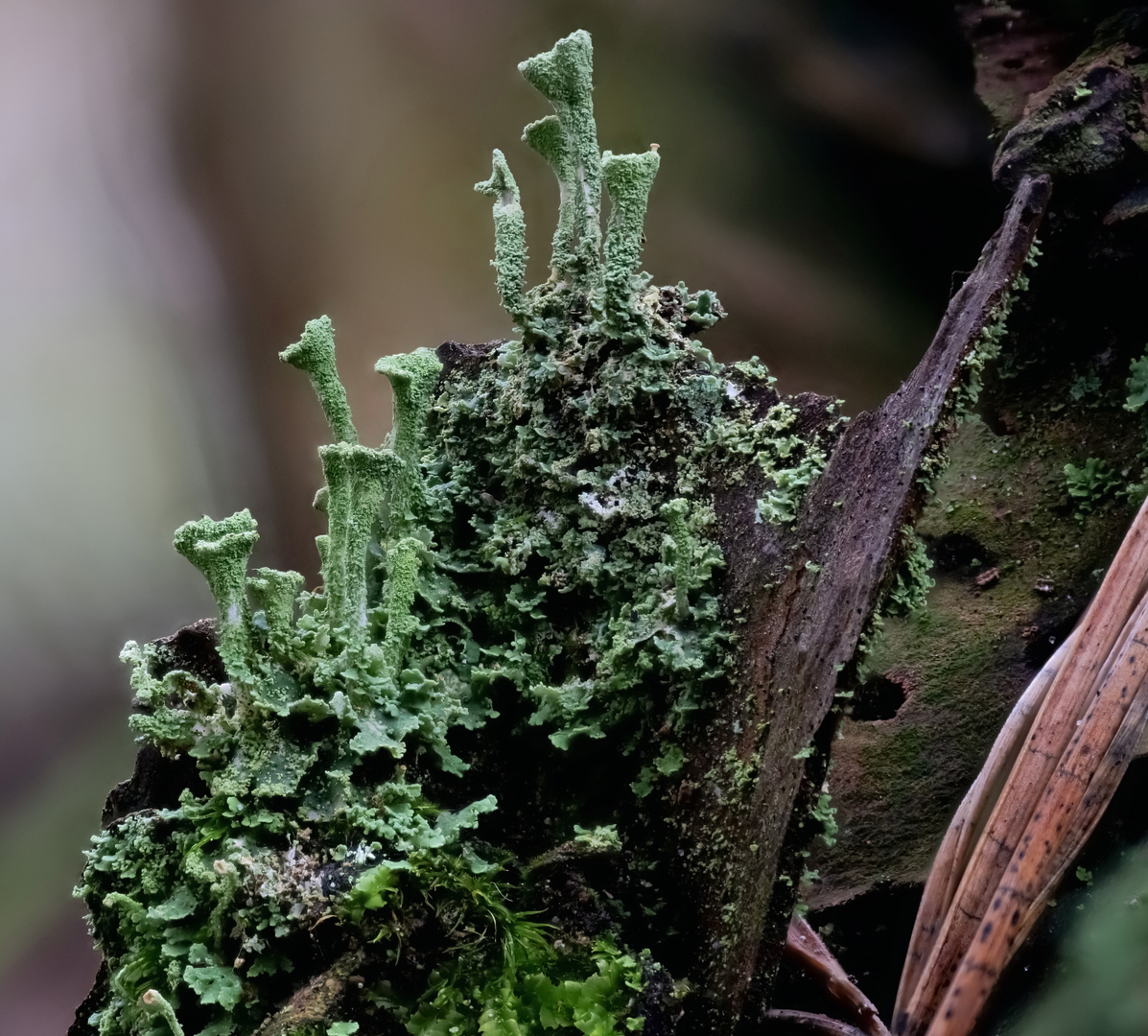 Cladonia fimbriata