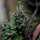 Cladonia fimbriata