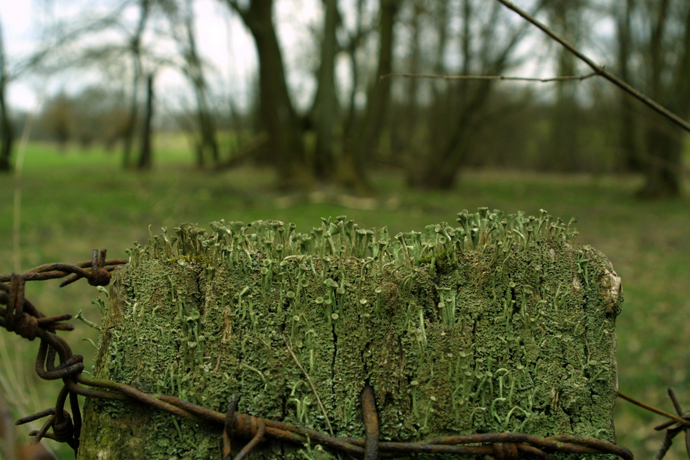 Cladonia fimbriata (Trompetenflechte)