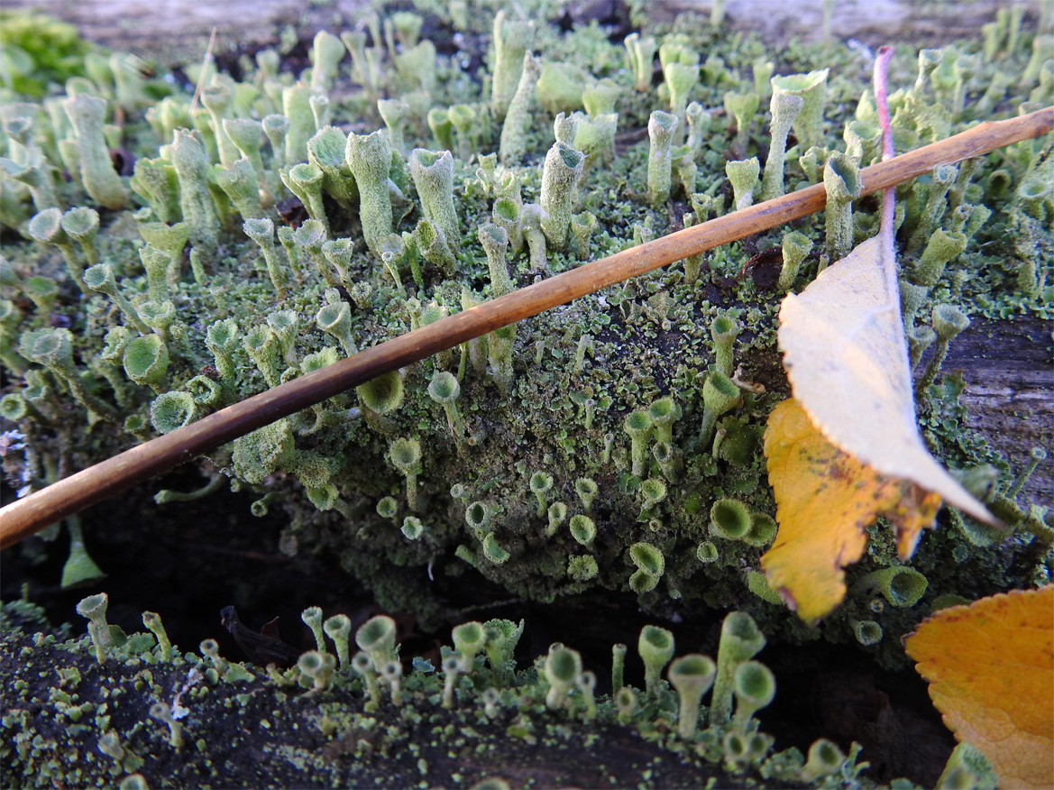 Cladonia fimbriata (Trompetenflechte) 