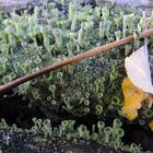 Cladonia fimbriata (Trompetenflechte) 