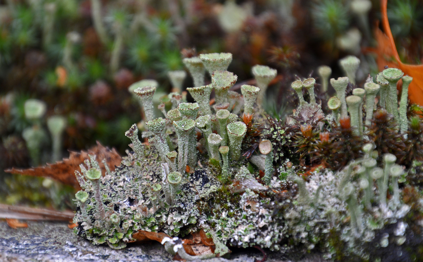 Cladonia fimbriatas