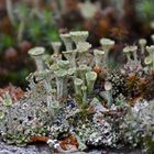 Cladonia fimbriatas