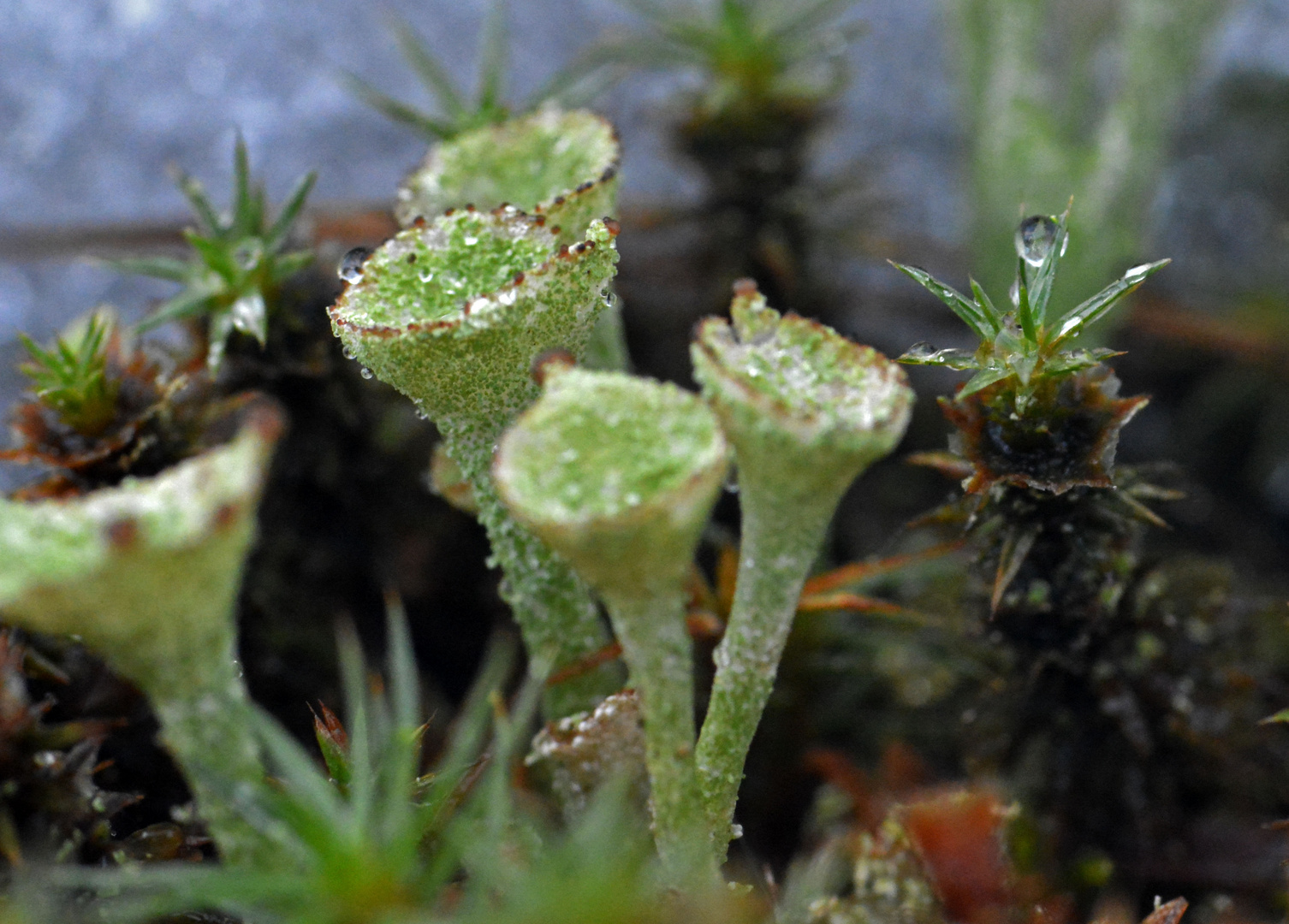 Cladonia fimbriatas and waterdrops