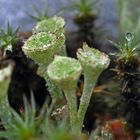 Cladonia fimbriatas and waterdrops