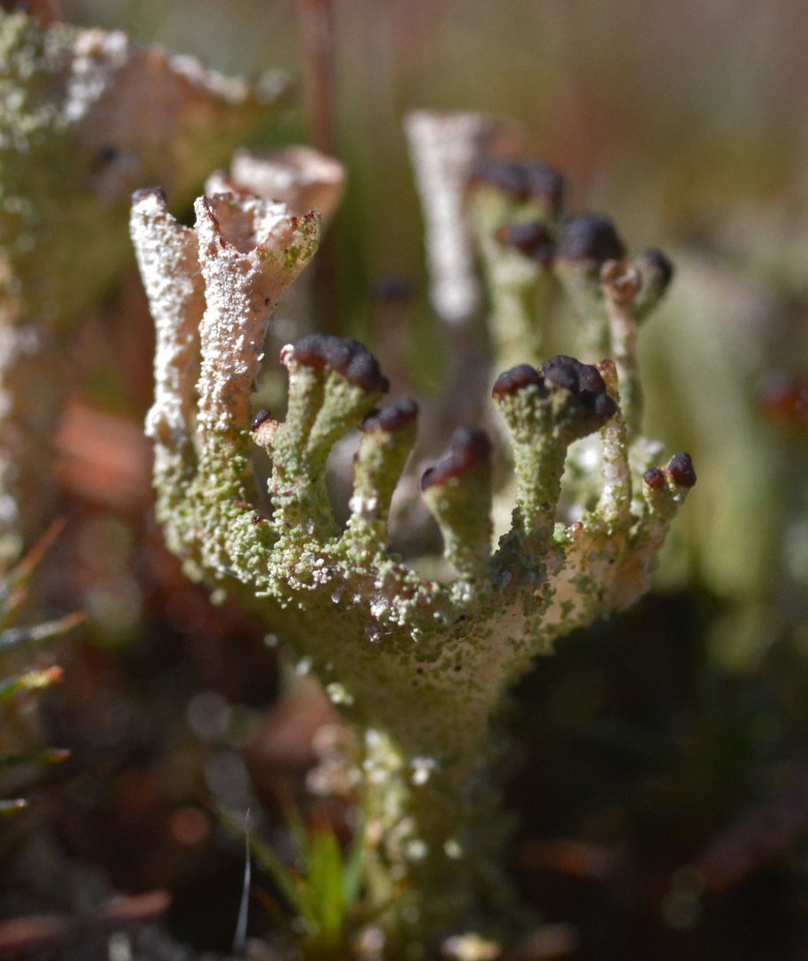 Cladonia fimbriatas, like a bowl