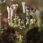 Cladonia fimbriatas, like a bowl