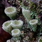 Cladonia Flechte