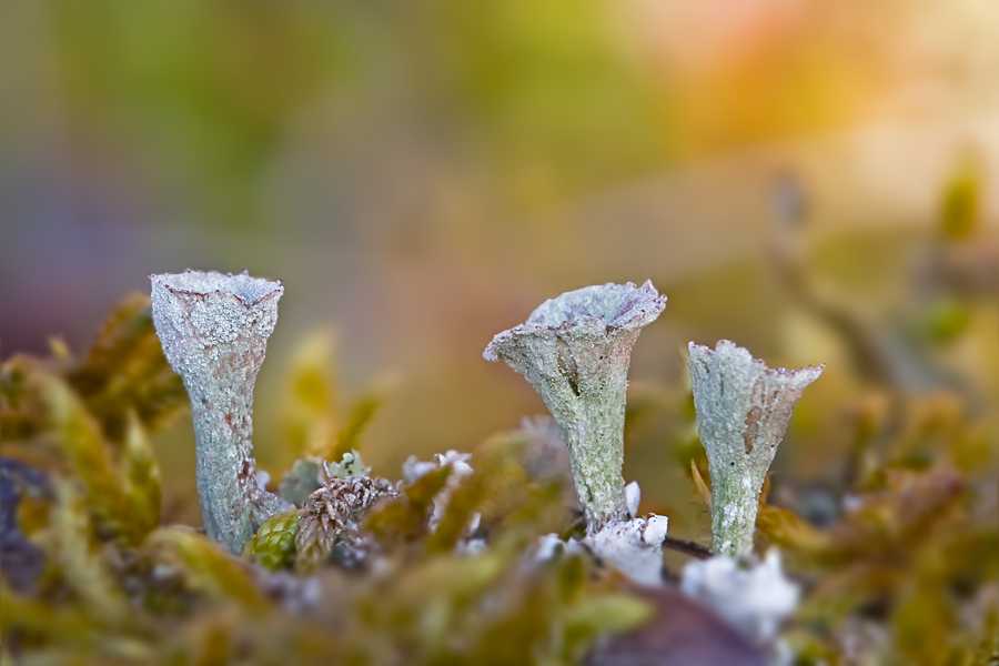 Cladonia-Flechten im Moos