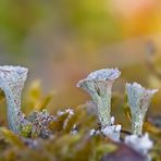 Cladonia-Flechten im Moos