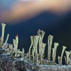 Cladonia-Flechten im tiefen Wald! - Des lichens dans la forêt...