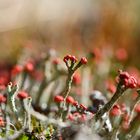 Cladonia floerkeana - reload