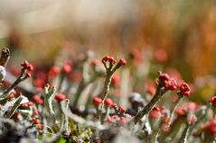 Cladonia floerkeana - reload