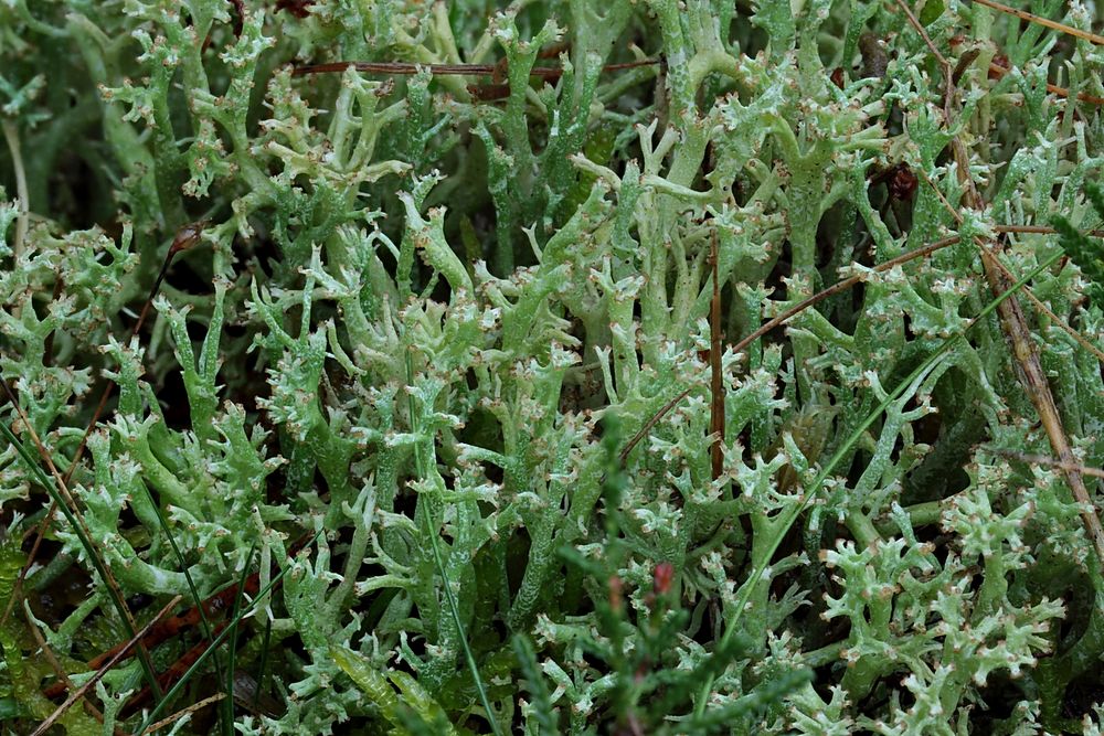 Cladonia furcata oder Cladonia crispata nicht eben einfach Foto