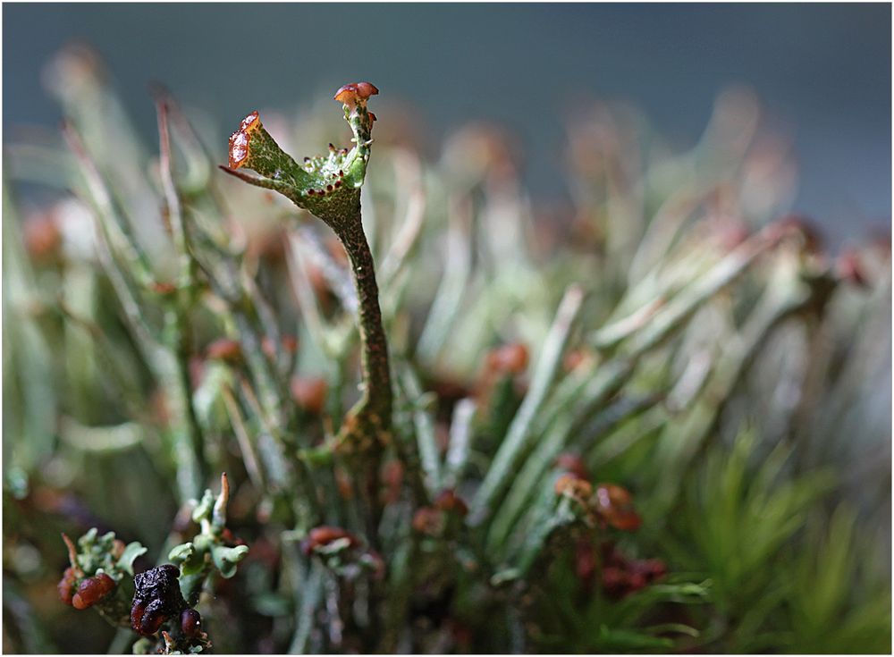 Cladonia gracilis ...