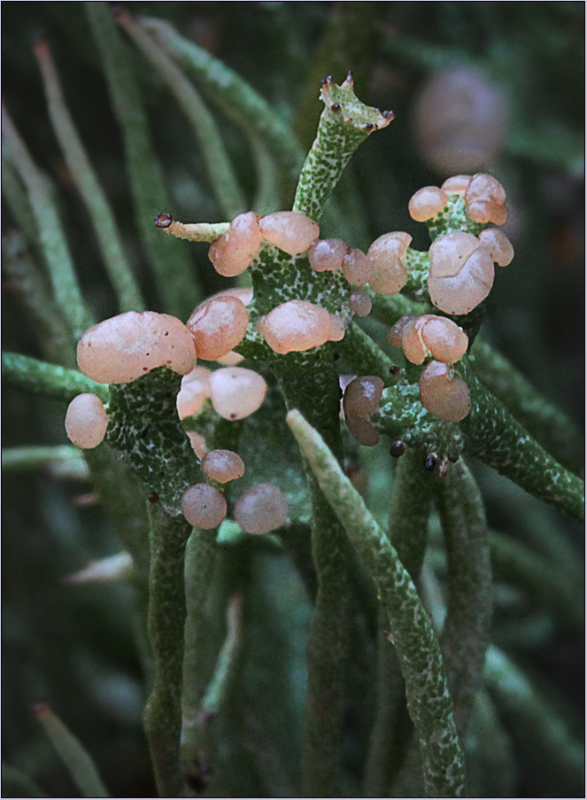 Cladonia gracilis ...