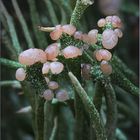 Cladonia gracilis ...