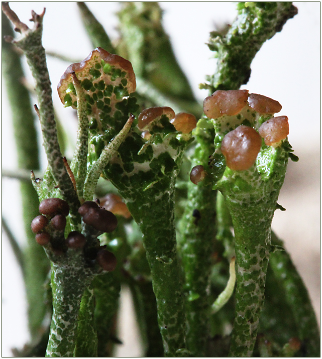 Cladonia gracilis ...