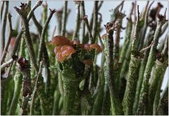 Cladonia gracilis