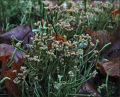 Cladonia gracilis ...