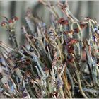 Cladonia gracilis ...