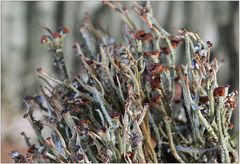 Cladonia gracilis ...