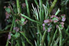 Cladonia gracilis ...