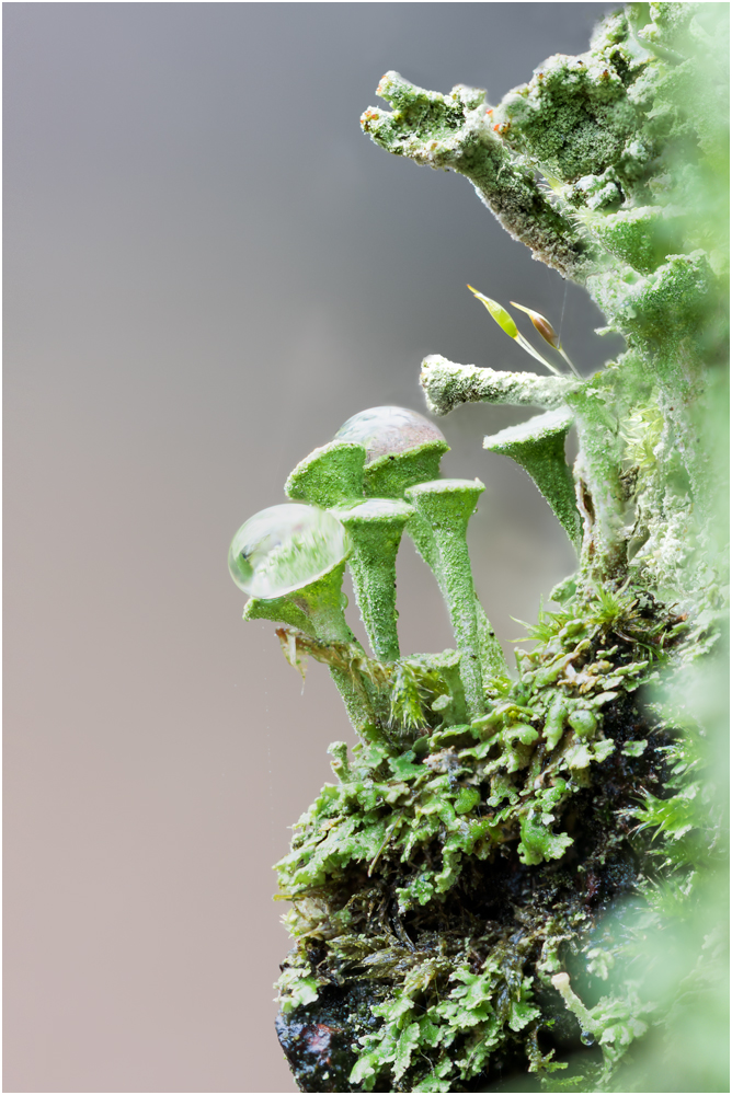 Cladonia I/16