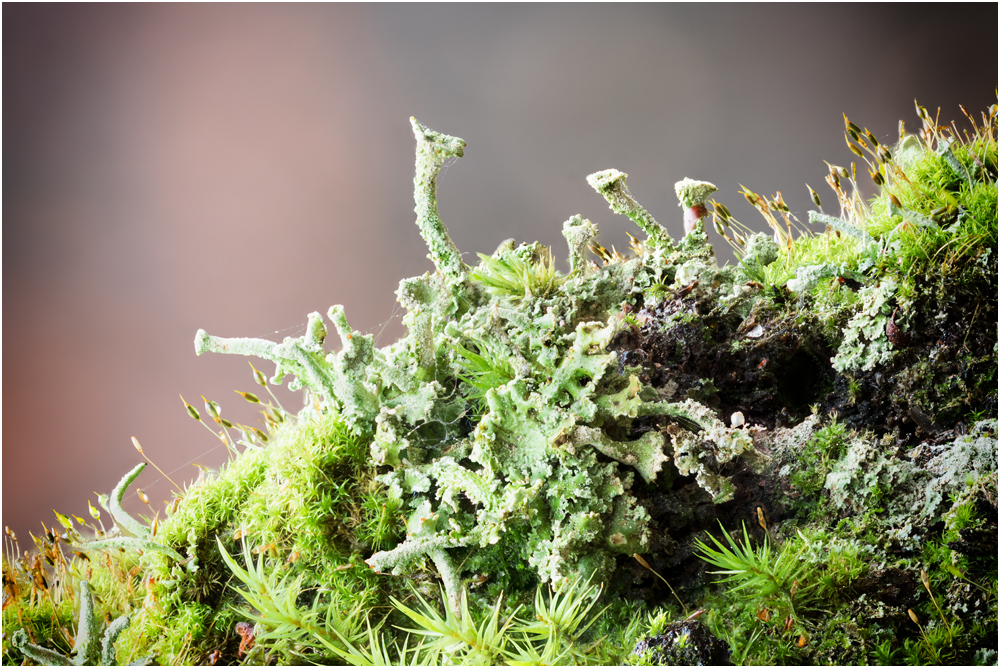 Cladonia II/16