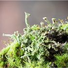 Cladonia II/16