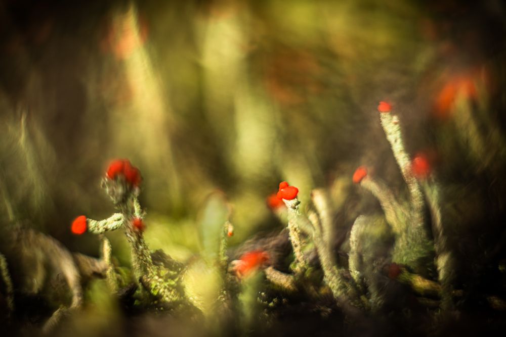 Cladonia im Bokehwald