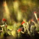 Cladonia im Bokehwald