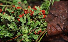 Cladonia im Sonnenlicht