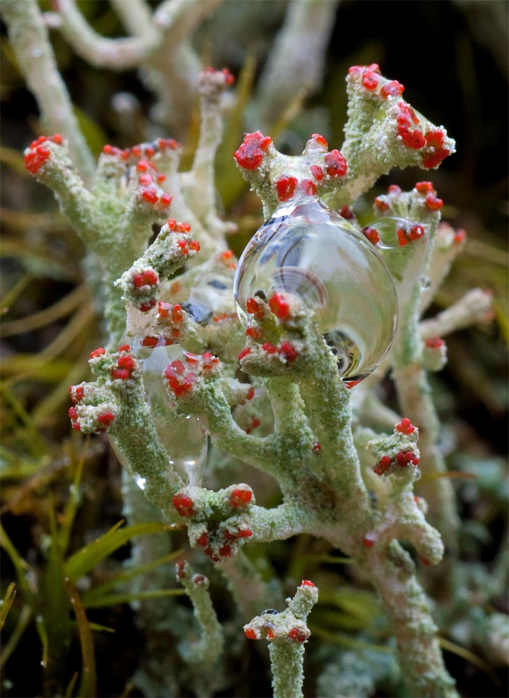 Cladonia macilenta....