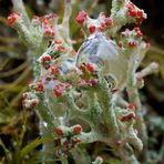 Cladonia macilenta....