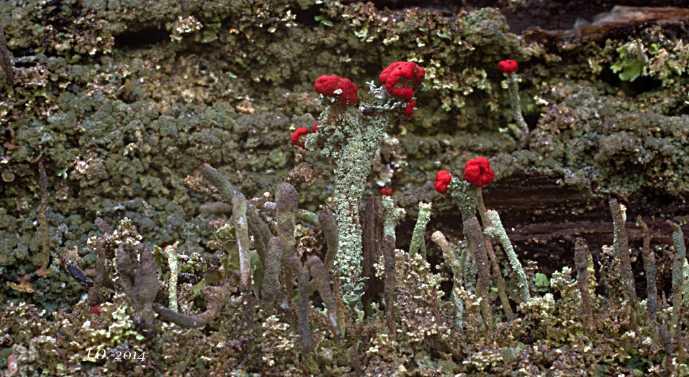 Cladonia macilenta