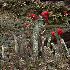 Cladonia macilenta