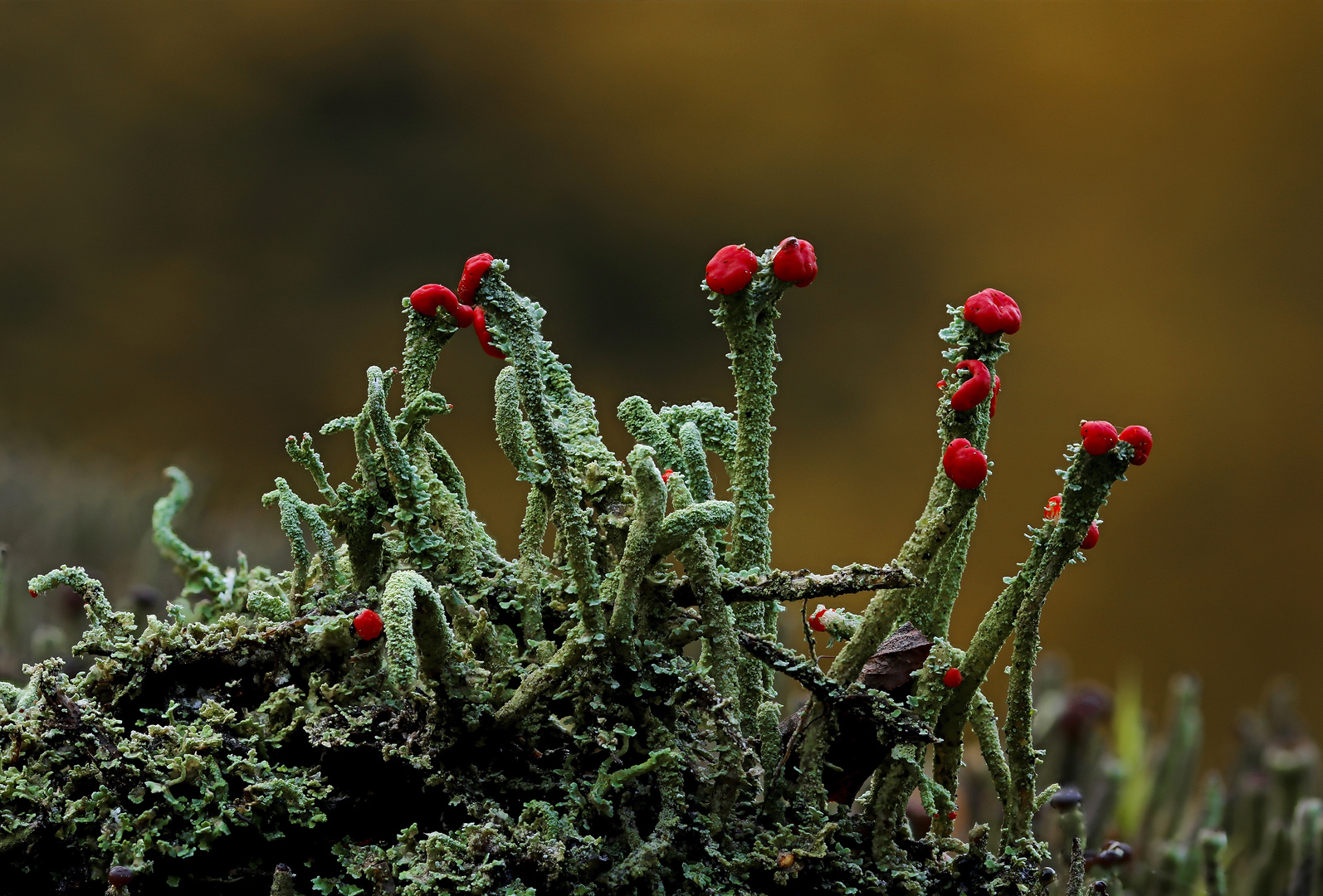 Cladonia macilenta