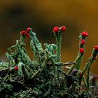 Cladonia macilenta