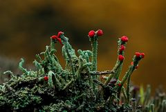 Cladonia macilenta