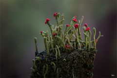 Cladonia macilenta