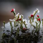 Cladonia macilenta im Winterkleid