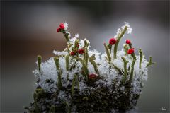 Cladonia macilenta im Winterkleid