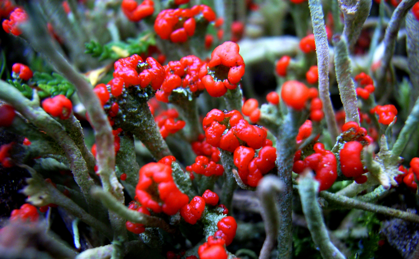 Cladonia macilenta, Rotfrüchtige Säulenflechte