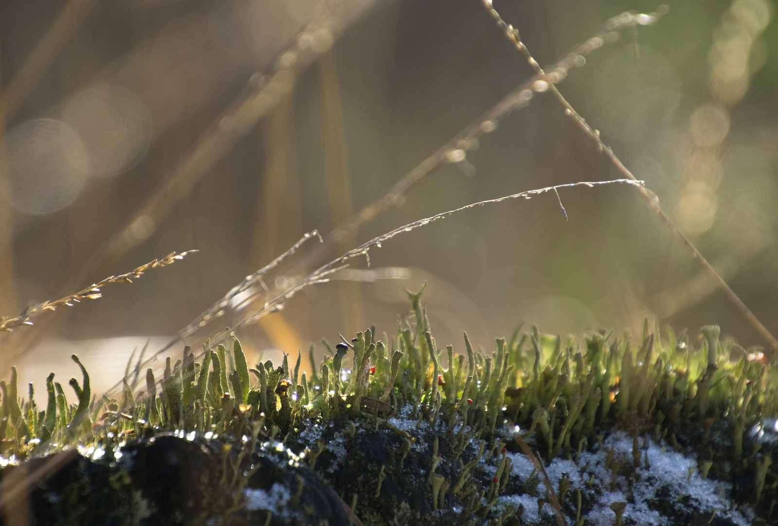 cladonia, molinia