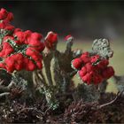 Cladonia polydactyla