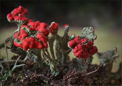 Cladonia polydactyla